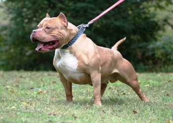 Mãe e filho ficam feridos após serem atacados pelo próprio pit bull