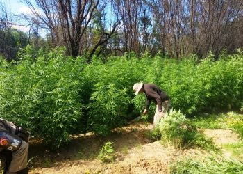 Roças de maconha avaliadas em R$ 800 mil são destruídas pela PM