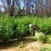 Roças de maconha avaliadas em R$ 800 mil são destruídas pela PM