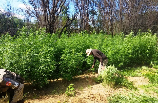 Roças de maconha avaliadas em R$ 800 mil são destruídas pela PM