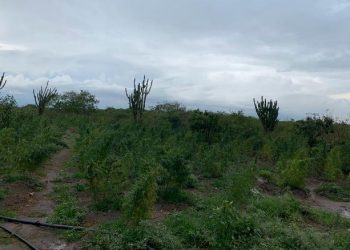 Monte Santo – Operação policial em roça de maconha termina com dois suspeitos mortos