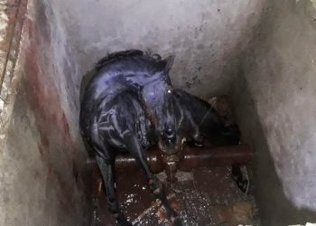 Cavalo morre após cair em caixa de rede adutora da Embasa