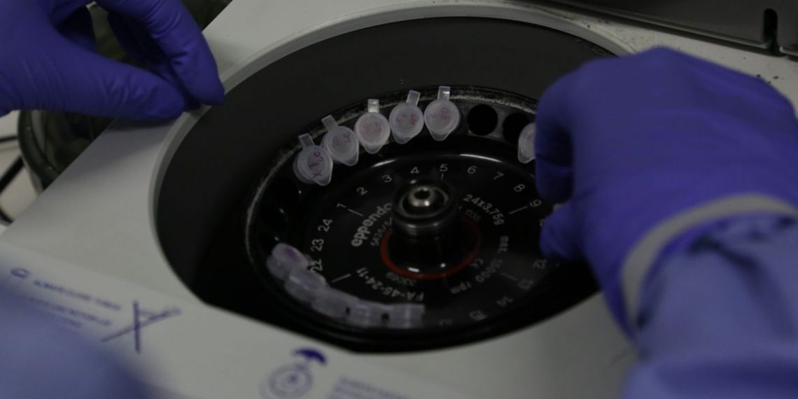 Coronavírus: cientistas britânicos começam a testar vacina em ratos