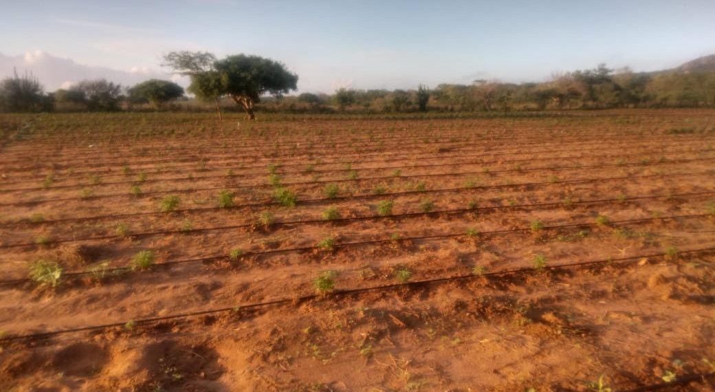 Localizada plantação com 50 mil pés de maconha no interior