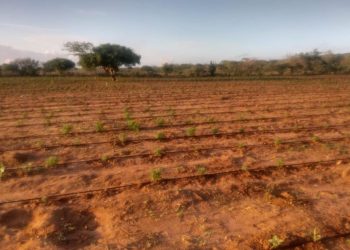 Localizada plantação com 50 mil pés de maconha no interior