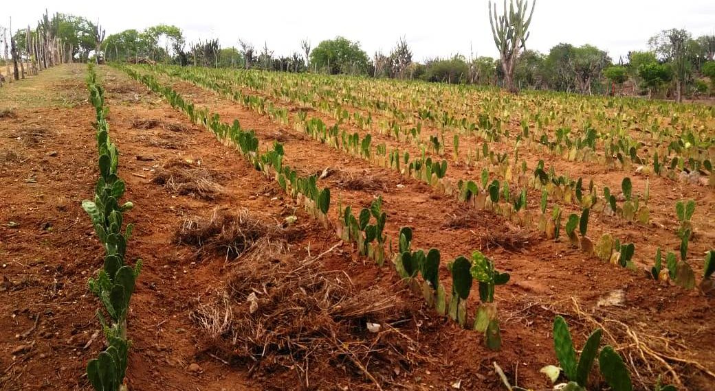 Agricultores familiares de Conceição do Coité recebem investimentos para criação de caprinos e ovinos