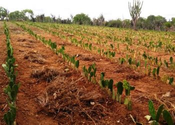 Agricultores familiares de Conceição do Coité recebem investimentos para criação de caprinos e ovinos