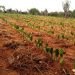 Agricultores familiares de Conceição do Coité recebem investimentos para criação de caprinos e ovinos