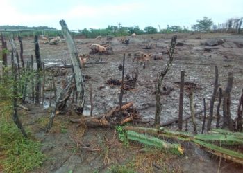 Morador de Ichu reclama da Prefeitura em permitir criatório de porcos em terreno público
