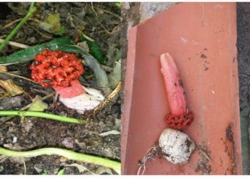 Fungo semelhante a imagem do Coronavírus é encontrado em quintal de residência em Retirolândia