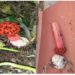 Fungo semelhante a imagem do Coronavírus é encontrado em quintal de residência em Retirolândia