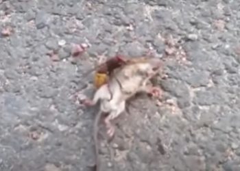 Vídeo mostra vespa assassina matando rato em menos de um minuto; assista