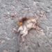 Vídeo mostra vespa assassina matando rato em menos de um minuto; assista