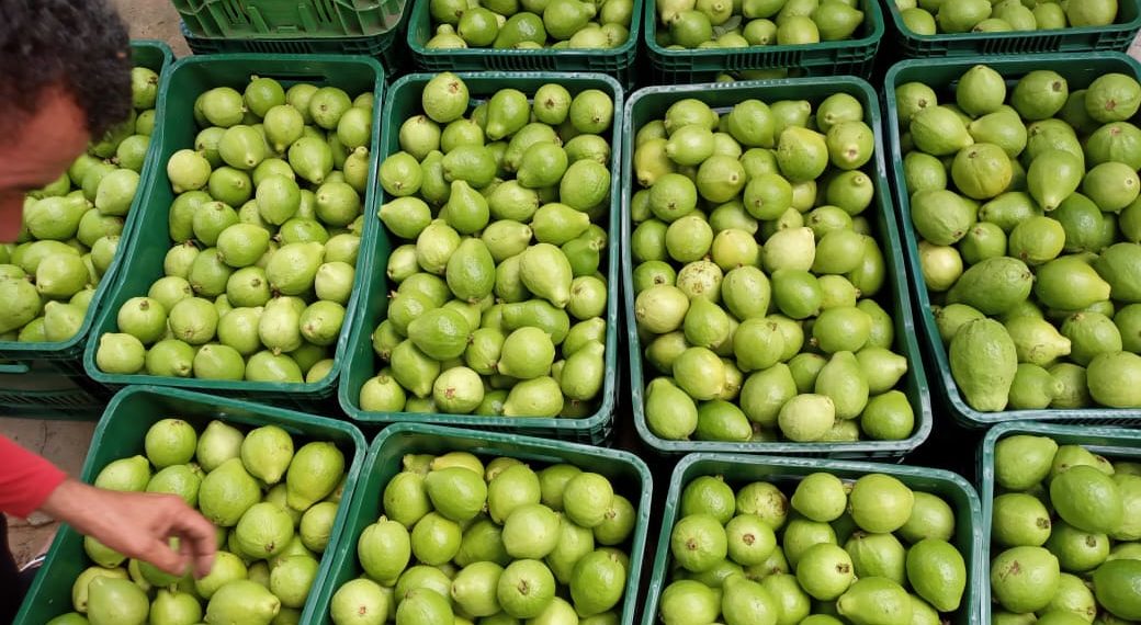 Investimentos do Governo do Estado na Barragem de Ponto Novo garantem novo ciclo produtivo para famílias agricultoras da região