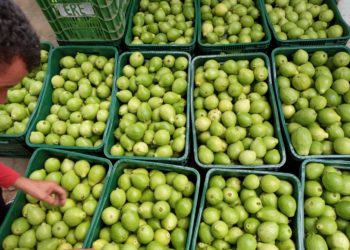 Investimentos do Governo do Estado na Barragem de Ponto Novo garantem novo ciclo produtivo para famílias agricultoras da região