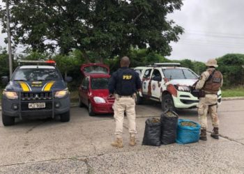 Cipe Nordeste apreende drogas em barreira sanitária na BR-116