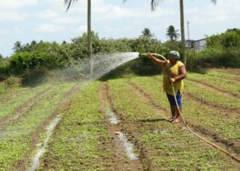 Governo do Estado garante a inclusão de mais 20 mil agricultores familiares no Garantia-Safra