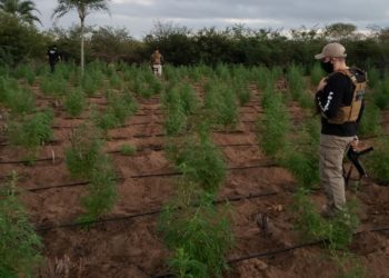 Dois mil pés de maconha são localizados em Ipirá