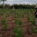 Dois mil pés de maconha são localizados em Ipirá