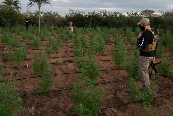 Dois mil pés de maconha são localizados em Ipirá