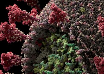 Novo coronavírus atinge o músculo do coração e inflamação é encontrada semanas após recuperação da Covid-19