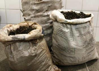 Vinte e seis quilos de maconha apreendidos pela Cipe Caatinga