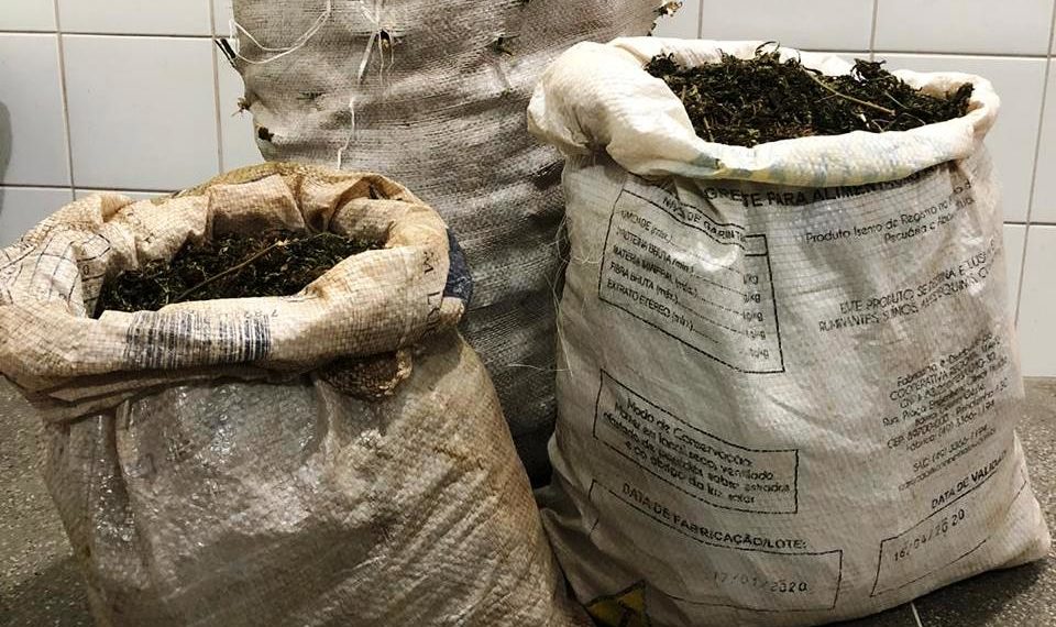 Vinte e seis quilos de maconha apreendidos pela Cipe Caatinga