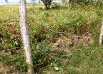 Produtores rurais da região de Almas e Chapada vêm sofrendo com furtos de criações