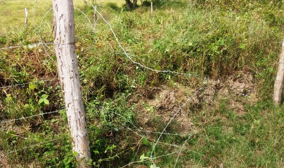 Produtores rurais da região de Almas e Chapada vêm sofrendo com furtos de criações