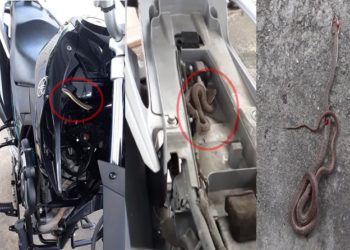 Cobra é encontrada debaixo de banco de moto em São Domingos (atualizada)