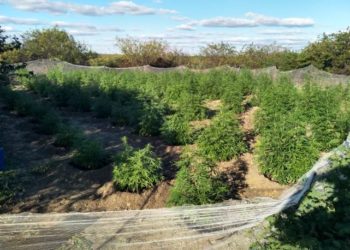 Plantação de maconha é erradicada em Casa Nova