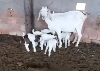Raridade: cabra pare seis filhotes de uma só vez e todos saudáveis