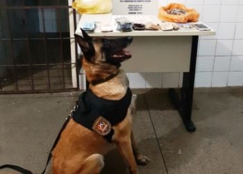 Cão policial ajuda a desativar ponto de drogas em Itaberaba