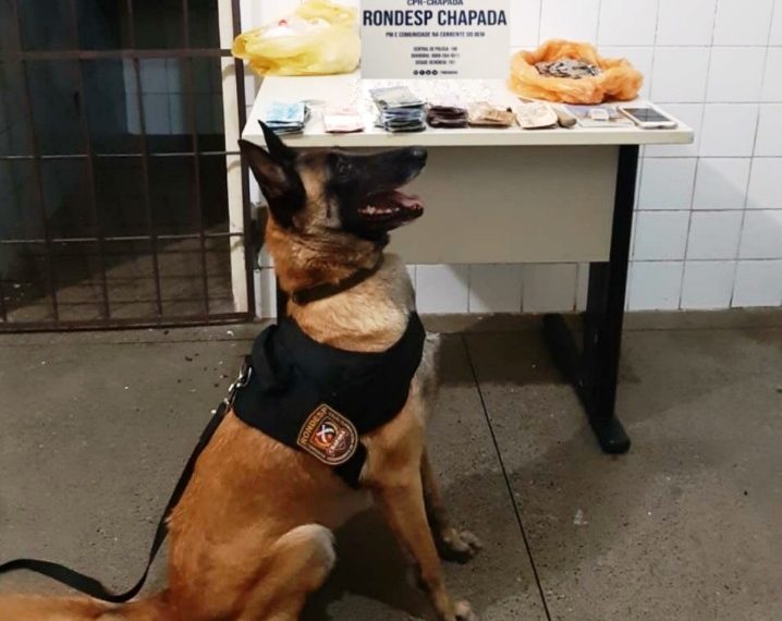Cão policial ajuda a desativar ponto de drogas em Itaberaba
