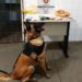 Cão policial ajuda a desativar ponto de drogas em Itaberaba