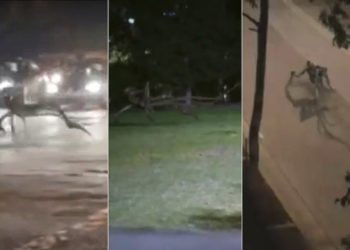 É #FAKE que vídeo mostre criatura andando no meio da rua em Ilhéus