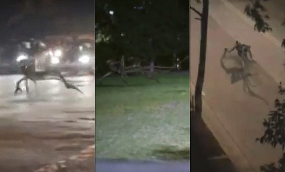 É #FAKE que vídeo mostre criatura andando no meio da rua em Ilhéus