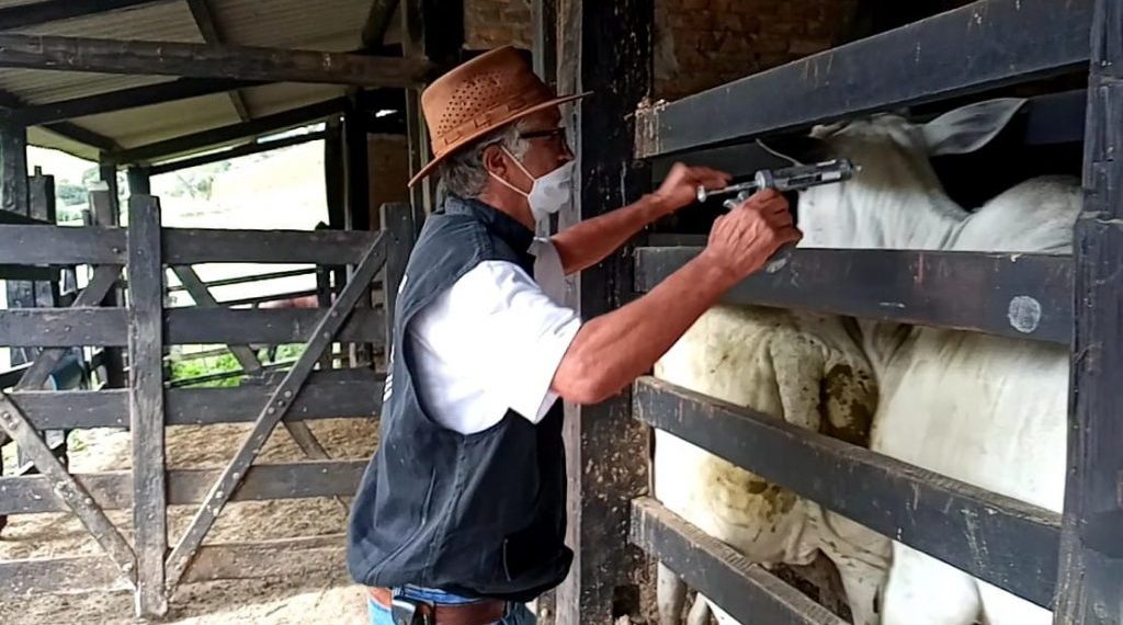 Bahia inicia 2ª etapa de vacinação contra a Febre Aftosa neste domingo
