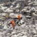 Corpo de Bombeiros decreta extinção dos incêndios florestais na região da Chapada Diamantina