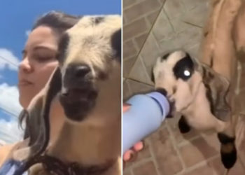 Adoção de bode em Senhor do Bonfim viraliza na internet, jovem dona relata o fato; confira