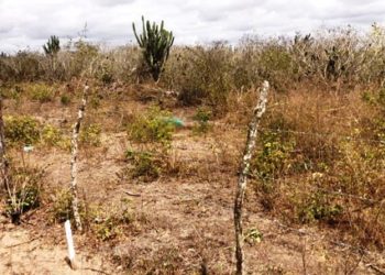 Santaluz – Corpo de homem é encontrado em terreno nas proximidades do Bairro JK