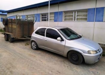 PM evita furto de 17 ovelhas na zona rural de Barrocas