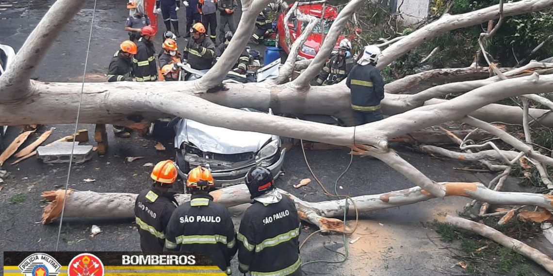 SP – Queda de árvore mata mulher atingida dentro de carro