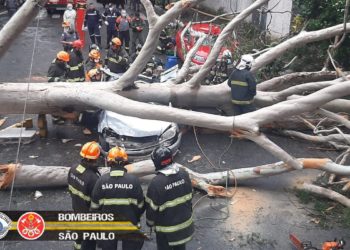 SP – Queda de árvore mata mulher atingida dentro de carro