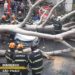 SP – Queda de árvore mata mulher atingida dentro de carro