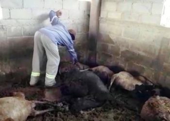 Ataque de cachorros causa morte de 26 ovelhas e deixa várias outras feridas