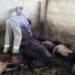 Ataque de cachorros causa morte de 26 ovelhas e deixa várias outras feridas