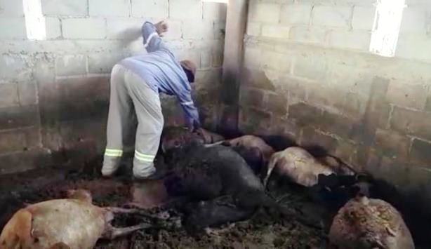 Ataque de cachorros causa morte de 26 ovelhas e deixa várias outras feridas
