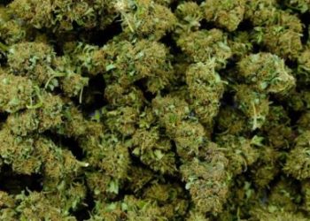 ONG oferece maconha a quem se vacinar contra a Covid-19 nos EUA
