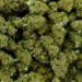 ONG oferece maconha a quem se vacinar contra a Covid-19 nos EUA